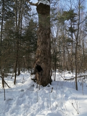 Ursus thibetanus ussuricus