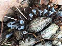 Banksiamyces macrocarpus