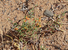 Ephedra sinica