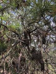 Banksiamyces macrocarpus