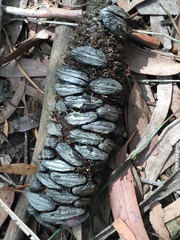 Banksiamyces macrocarpus