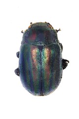 Chrysolina cerealis