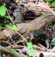 Pholidoscelis fuscatus