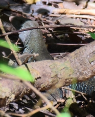 Pholidoscelis fuscatus