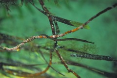 Stigmatopora narinosa