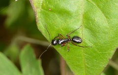Camponotus hartogi