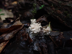 Xylaria flabelliformis