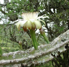 Cereus stenogonus