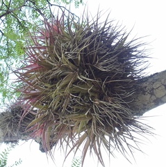 Tillandsia sphaerocephala