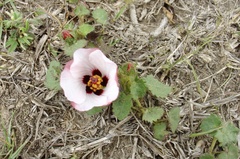 Pavonia glechomoides