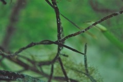 Stigmatopora narinosa