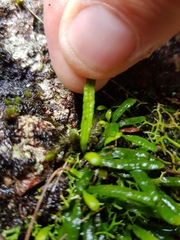 Grammitis stenophylla