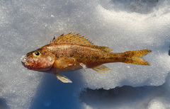 Gymnocephalus cernua