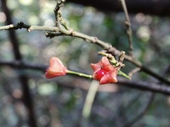 Euonymus nitidus