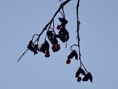 Ormosia semicastrata