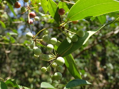 Smilax glabra