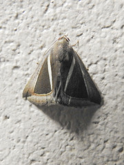Chalciope alcyona