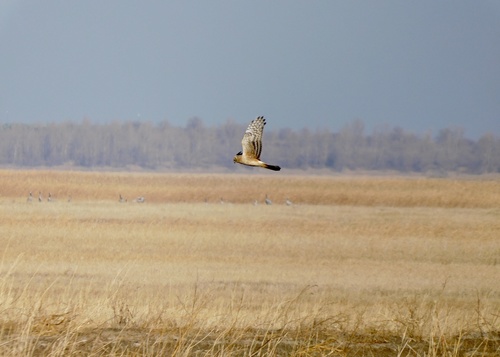 Hen Harrier