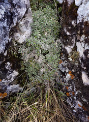 Schivereckia podolica