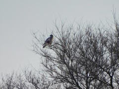 Buteo hemilasius