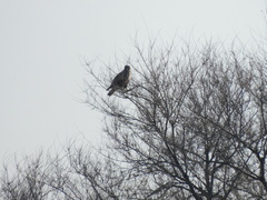 Buteo hemilasius