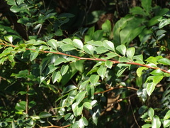 Caesalpinia vernalis