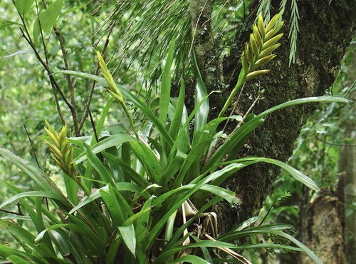 Vriesea maxoniana, photograph 3