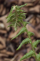 Dryopteris crassirhizoma