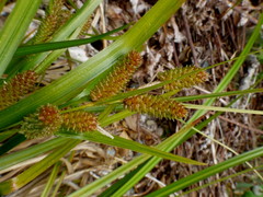 Carex goyenii