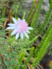 Actinotus forsythii