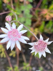 Actinotus forsythii