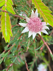Actinotus forsythii