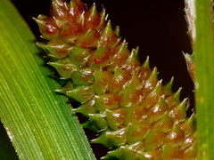 Carex goyenii