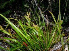 Carex goyenii