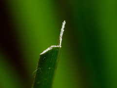 Carex goyenii