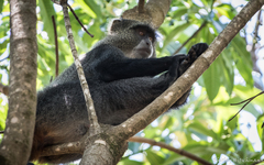 Cercopithecus mitis erythrarchus