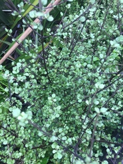 Coprosma tenuicaulis