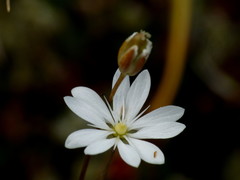 Stellaria gracilenta