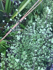 Coprosma tenuicaulis