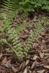 Dryopteris crassirhizoma