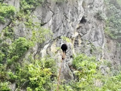 Trachypithecus leucocephalus