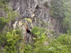Trachypithecus leucocephalus