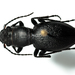 Night-stalking Tiger Beetles - Photo (c) Andy Teucher, some rights reserved (CC BY-NC-ND), uploaded by Andy Teucher