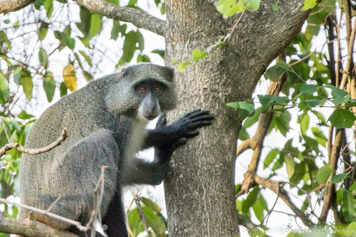 Blue Monkey
