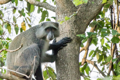 Cercopithecus mitis erythrarchus