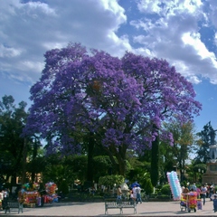 Jacaranda mimosifolia