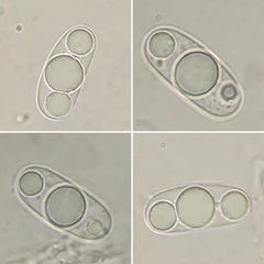 Balsamia