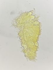 Balsamia