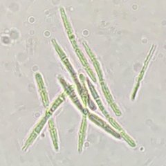 Cudonia spathulata