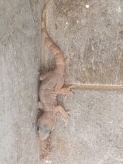 Tarentola boettgeri boettgeri